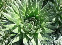 ALOE ARISTATA (Aloe aristata)